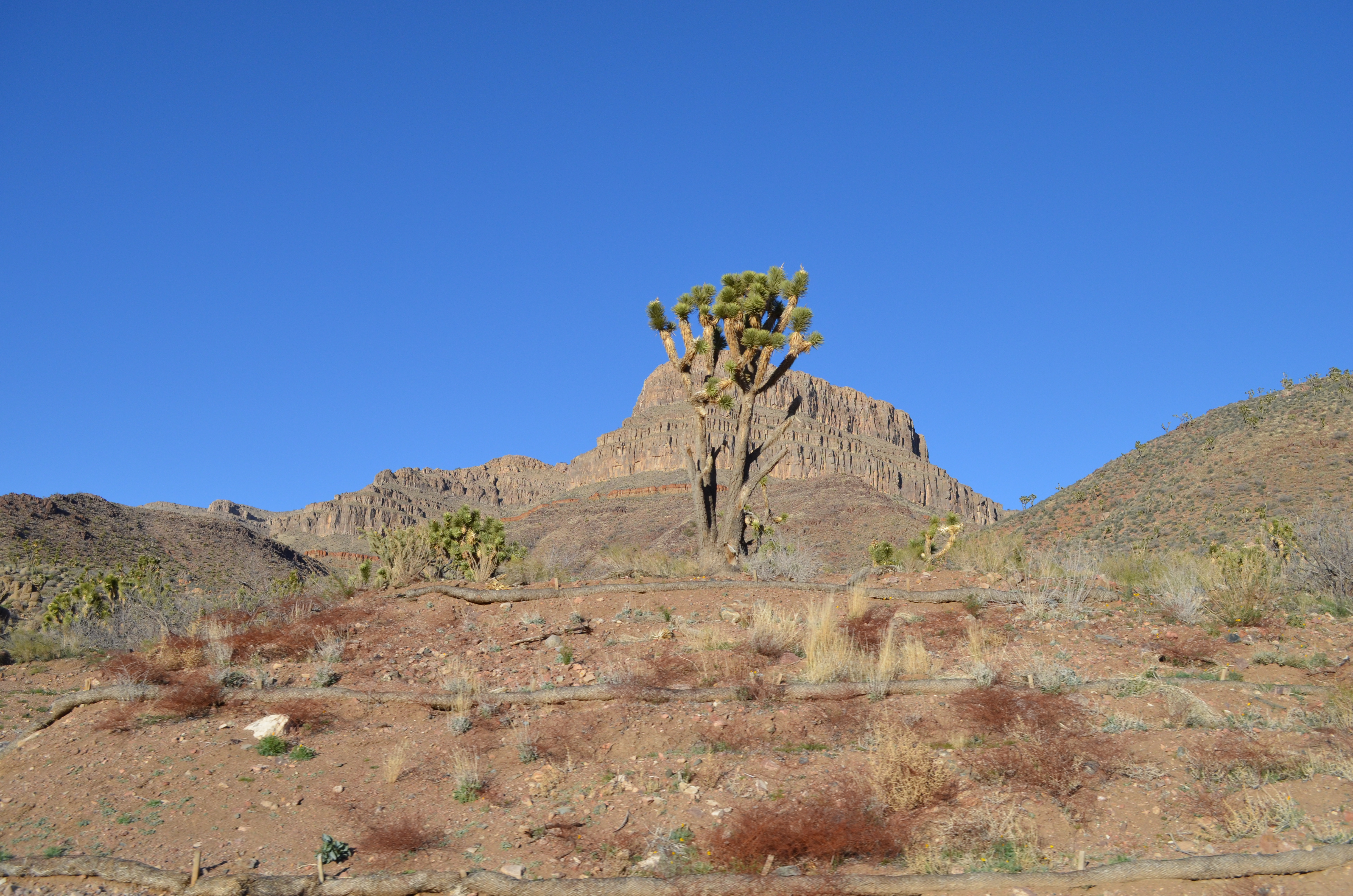 ./2016/04 - Las Vegas/Grand Canyon Skywalk/DSC_0402.JPG